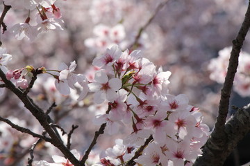 When the spring comes, we start to look forward to the Cherry blossom viewing （picnic party） in Japan.