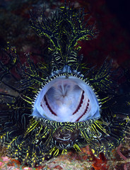 Obraz na płótnie Canvas Incredible Underwater World - Lacy scorpionfish - Rhinopias aphanes. Papua New Guinea, Milne Bay.
