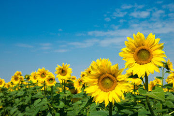 Fototapeta premium sunflower over cloudy blue sky