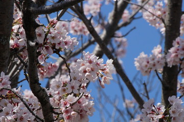 When the spring comes, we start to look forward to the Cherry blossom viewing （picnic party） in Japan.