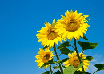 Fotobehang sunflower over cloudy blue sky © Pakhnyushchyy