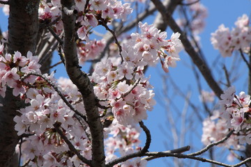 When the spring comes, we start to look forward to the Cherry blossom viewing （picnic party） in Japan.