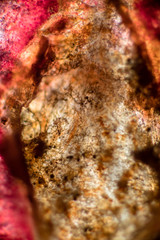 bio micro welten by tigerraw