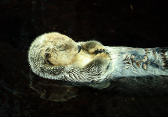 Wild Sea otter floating in the water