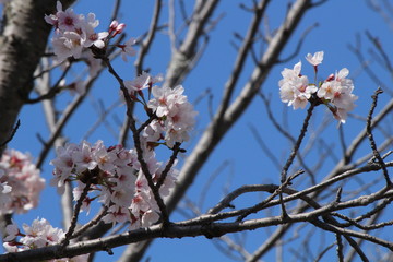 When the spring comes, we start to look forward to the Cherry blossom viewing （picnic party） in Japan.