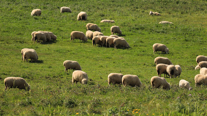 flock of sheep in the field