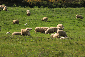 flock of sheep in the field