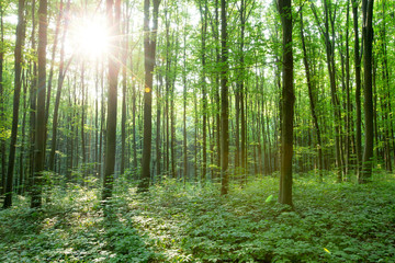 Forest trees. nature green wood sunlight backgrounds
