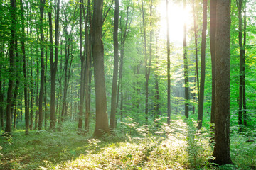 Forest trees. nature green wood sunlight backgrounds