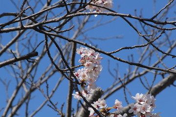 When the spring comes, we start to look forward to the Cherry blossom viewing （picnic party） in Japan.