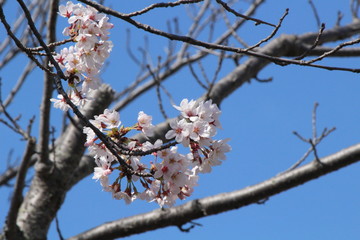 When the spring comes, we start to look forward to the Cherry blossom viewing （picnic party） in Japan.
