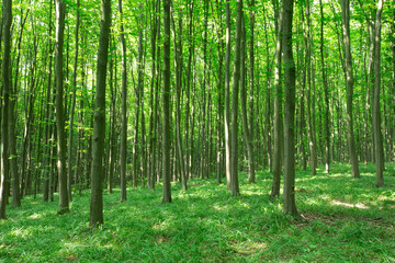 Forest trees. nature green wood sunlight backgrounds