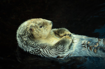 Wild Sea otter floating in the water