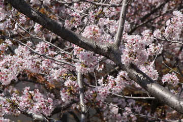 When the spring comes, we start to look forward to the Cherry blossom viewing （picnic party） in Japan.