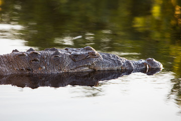 An American crocodile lies still in a lagoon off the coast of Belize.