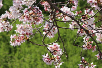When the spring comes, we start to look forward to the Cherry blossom viewing （picnic party） in Japan.
