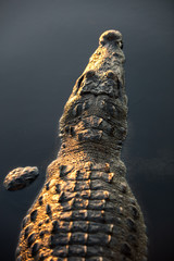An American crocodile, Crocodylus acutus, lies still in a Caribbean lagoon. 