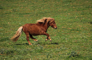 Nice pony running on meadow