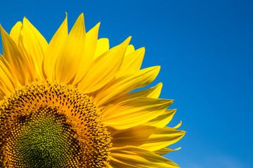 sunflower over cloudy blue sky