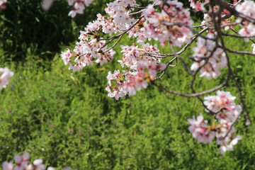 When the spring comes, we start to look forward to the Cherry blossom viewing （picnic party） in Japan.