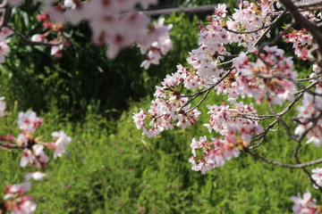 When the spring comes, we start to look forward to the Cherry blossom viewing （picnic party） in Japan.