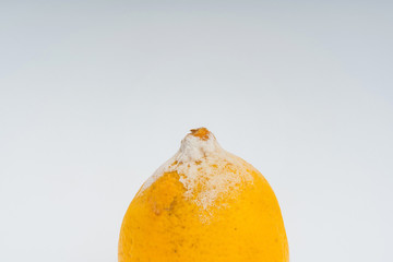 Lemon with mold on a white background. A rotten lemon. Improper storage of food. Fungus with molds...