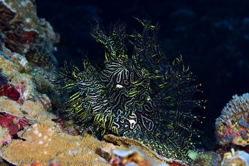 Incredible Underwater World - Lacy scorpionfish - Rhinopias aphanes. Papua New Guinea, Milne Bay.