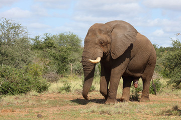 Obraz premium Afrikanischer Elefant / African elephant / Loxodonta africana