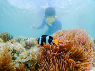 Naklejka na ściany i meble snorkeling on island in the Thailand Ocean. 