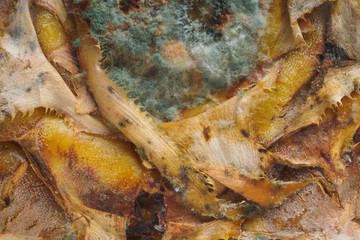 White and blue fungus with mold on the surface of pineapple. Pineapple texture with mold. A spoiled...