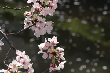 When the spring comes, we start to look forward to the Cherry blossom viewing （picnic party） in Japan.