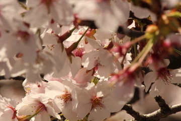 When the spring comes, we start to look forward to the Cherry blossom viewing （picnic party） in Japan.