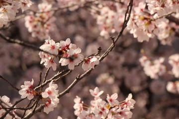 When the spring comes, we start to look forward to the Cherry blossom viewing （picnic party） in Japan.