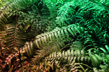 tropical leaf texture, foliage nature green background