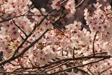 When the spring comes, we start to look forward to the Cherry blossom viewing （picnic party） in Japan.