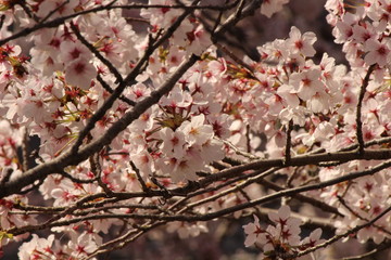 When the spring comes, we start to look forward to the Cherry blossom viewing （picnic party） in Japan.