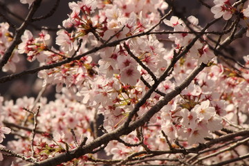 When the spring comes, we start to look forward to the Cherry blossom viewing （picnic party） in Japan.