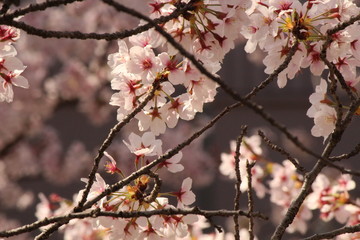 When the spring comes, we start to look forward to the Cherry blossom viewing （picnic party） in Japan.