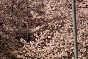 When the spring comes, we start to look forward to the Cherry blossom viewing （picnic party） in Japan.