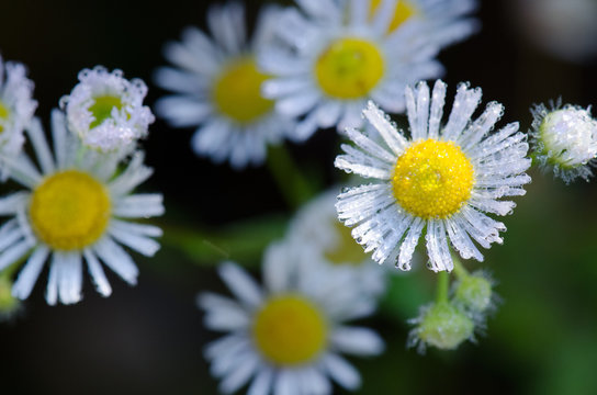 G&auml;nsebl&uuml;mchen Wassertropfen