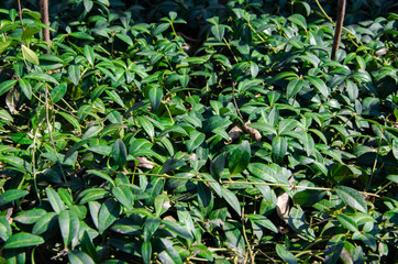 Obraz premium Small green bushes, lawns, plants, grass growing on the ground. Macro