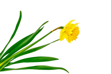 spring flowers narcissus isolated on white background