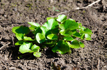 Small green bushes, lawns, plants, grass growing on the ground. Macro