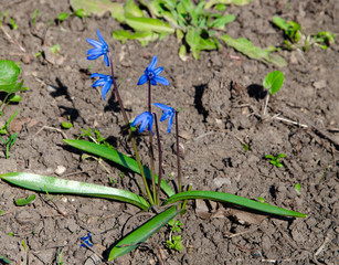 Small green bushes, lawns, plants, grass growing on the ground. Macro
