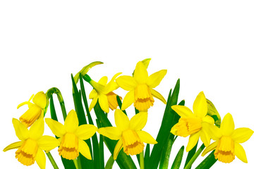 spring flowers narcissus isolated on white background