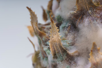 Green fungus with mold on the surface of pineapple. A spoiled rotten pineapple. Improper storage...