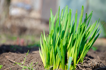 Small green bushes, lawns, plants, grass growing on the ground. Macro