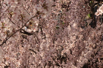 When the spring comes, we start to look forward to the Cherry blossom viewing （picnic party） in Japan.