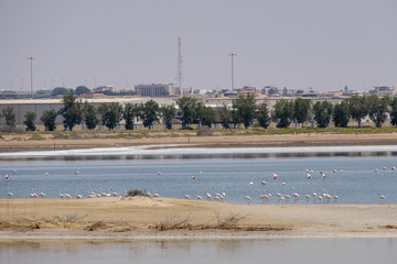 View of Great Flamingos at Al Wathba Wetland Reserve. Abu Dhabi, UAE