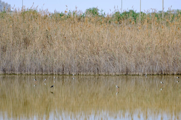 Black-winged stilt at Al Wathba Wetland Reserve Abu Dhabi, UAE